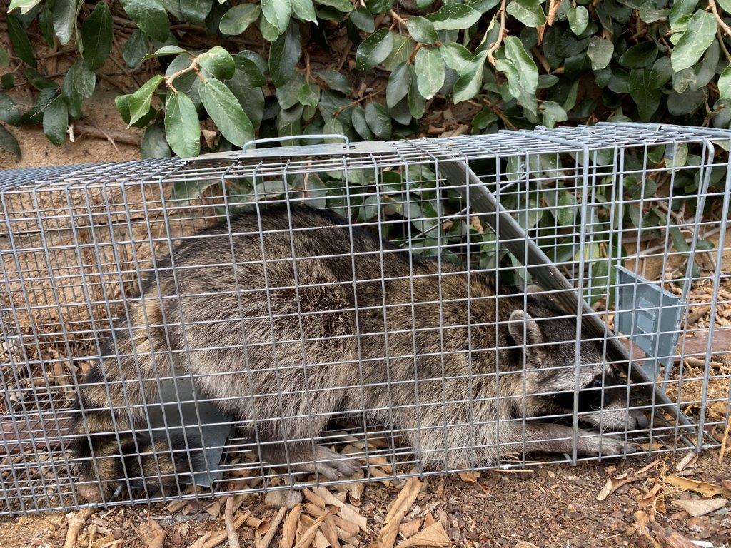 Oakland raccoon trapping
